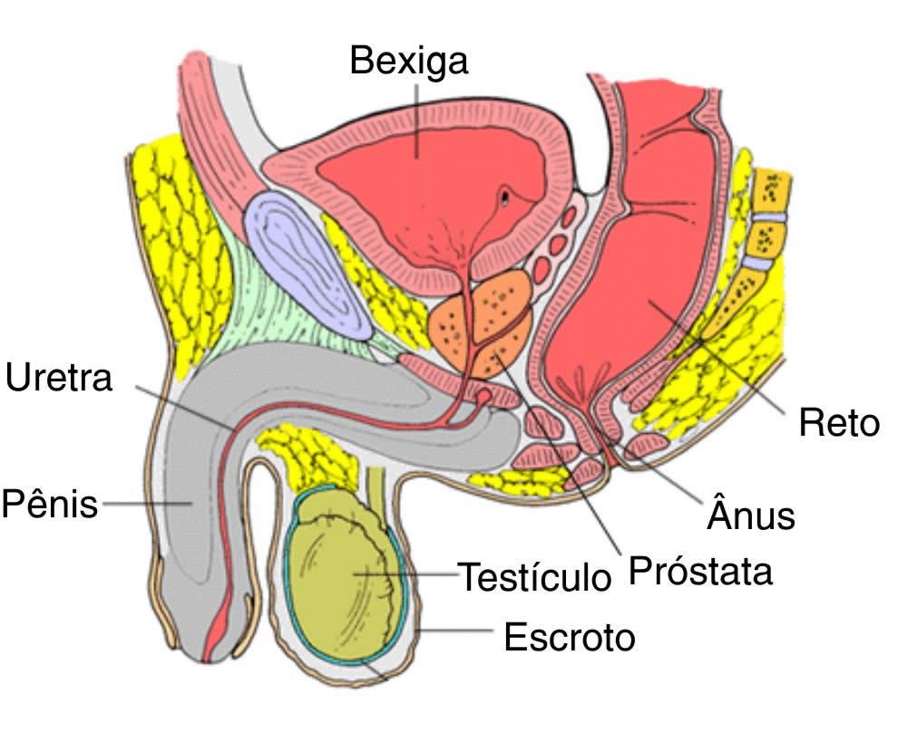 prostata